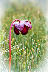 Anglų lietuvių žodynas. Žodis pitcher-plant reiškia ąsotis-augalų lietuviškai.