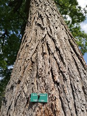 Anglų lietuvių žodynas. Žodis black walnut tree reiškia juoda graikinių riešutų medis lietuviškai.