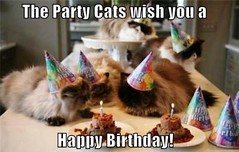 The Party Cats images