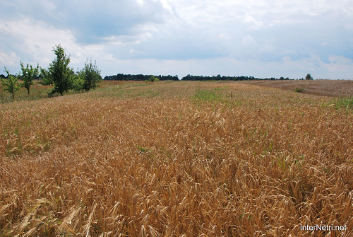 Пшениця, жито, овес InterNetri  Ukraine 049