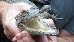 Ukuwela baby croc