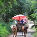 Zebu rides - Maetaeng Elephants Park