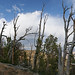 IMG_5464_White Bark Pine Forest