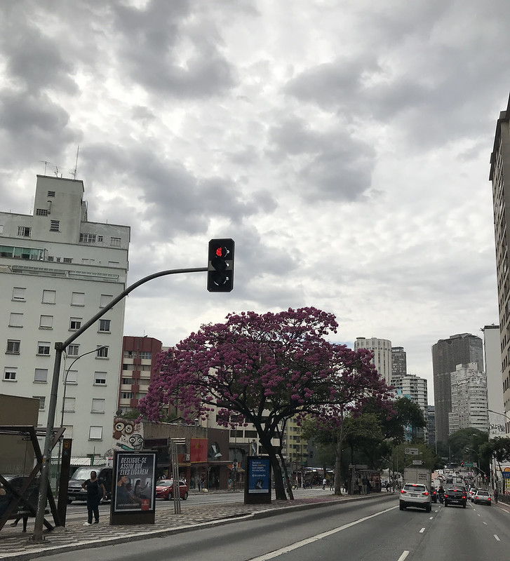 The pink trumpet tree, Consolation Street, São Paulo, Brazil.<br/>© <a href="https://flickr.com/people/41111966@N04" target="_blank" rel="nofollow">41111966@N04</a> (<a href="https://flickr.com/photo.gne?id=28906212288" target="_blank" rel="nofollow">Flickr</a>)