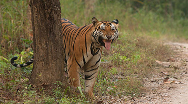 Bandhavgarh - Wildlife Photography Tour