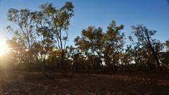 Day 9, bush at Central Australian Railway camp