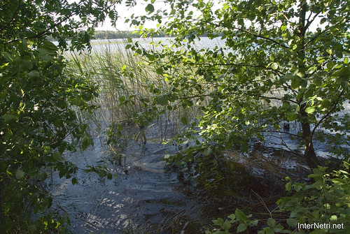 Шацький Національний Природний Парк Озеро Пісочне Берег InterNetri  Ukraine 165