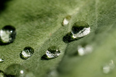Leaf Drops (158/365)