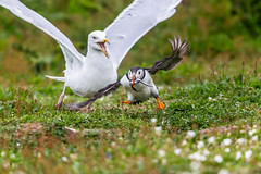 Puffin - Herring Gull Kleptoparasitism