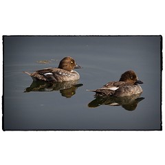 Two Goldeneye and reflections. #photography #photooftheday #photoadaychallenge #canon7d #sigma150600 #nature #bird #duck #goldeneye #reflection #water #project365 #yyc #calgary