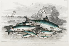 Twaite Shad, Herrings, Sprats or Garvies, Pilchard, Anchovy, and White Bait from A history of the earth and animated nature (1820) by Oliver Goldsmith (1730-1774). Digitally enhanced from our own original edition.