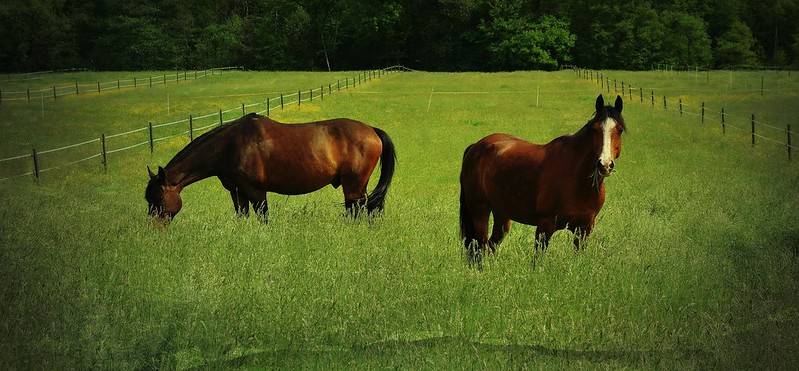 GERMANY, Pferde auf der Weide (serie horses), 76377/10331<br/>© <a href="https://flickr.com/people/30957604@N06" target="_blank" rel="nofollow">30957604@N06</a> (<a href="https://flickr.com/photo.gne?id=42787507424" target="_blank" rel="nofollow">Flickr</a>)