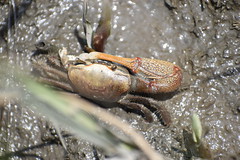 Anglų lietuvių žodynas. Žodis fiddler crab reiškia smuikininkas krabų lietuviškai.