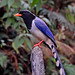 red billed blue magpie