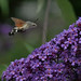 Hummingbird hawk-moth / Taubenschwänzchen