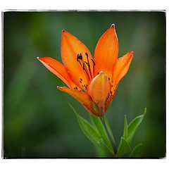 Wild Tiger Lily. #photography #photooftheday #photoadaychallenge #canon7d #sigma150600 #opcmag #flower #tigerlily #project365