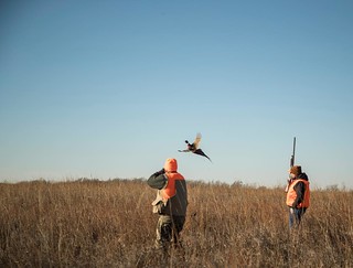 Kansas Pheasant Hunt 39