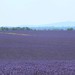 Plateau de Valensole • <a style="font-size:0.8em;" href="http://www.flickr.com/photos/63683636@N08/43164230644/" target="_blank">View on Flickr</a>
