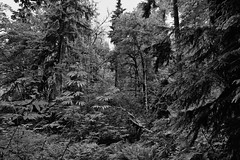 The Vibrant Greens of a Forest (Black & White)