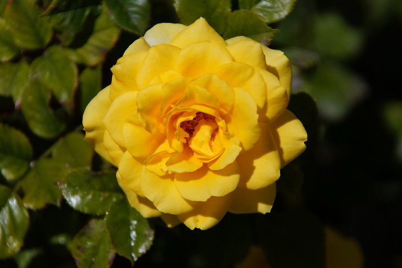 Yellow rose<br/>© <a href="https://flickr.com/people/8920963@N03" target="_blank" rel="nofollow">8920963@N03</a> (<a href="https://flickr.com/photo.gne?id=41471932950" target="_blank" rel="nofollow">Flickr</a>)