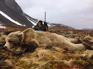 Alaska Brown Bear Hunt - Peninsula 13