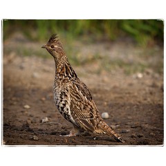 Ruffed Grouse. #photography #photooftheday #photoadaychallenge #canon7d #sigma150600 #nature #bird #opcmag #grouse #project365 #yyc #calgary