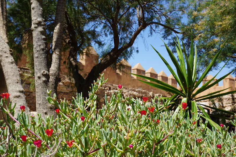 Alcazaba garden and walls, Almeria, Spain<br/>© <a href="https://flickr.com/people/24879135@N04" target="_blank" rel="nofollow">24879135@N04</a> (<a href="https://flickr.com/photo.gne?id=41930793165" target="_blank" rel="nofollow">Flickr</a>)