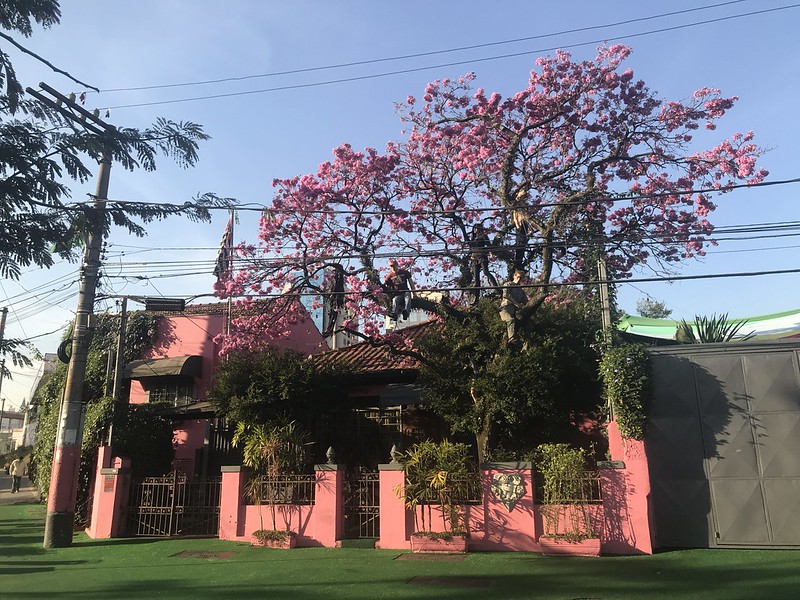 Casa 92, The pink trumpet tree, Pine Trees District, São Paulo, Brazil.<br/>© <a href="https://flickr.com/people/41111966@N04" target="_blank" rel="nofollow">41111966@N04</a> (<a href="https://flickr.com/photo.gne?id=43370752571" target="_blank" rel="nofollow">Flickr</a>)