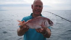 Mike Hansell's Couch's Bream • <a style="font-size:0.8em;" href="http://www.flickr.com/photos/113772263@N05/43445096552/" target="_blank">View on Flickr</a>