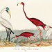 An illustration from a book of American Nature Literature and Illustration by Alexander Wilson (1843), a handcolored wood ibis and scarlet flamingo. Digitally enhanced from our own original plate.
