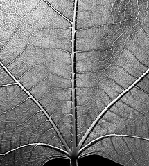 353 of 365: Leathery Roadmap Of A Leaf