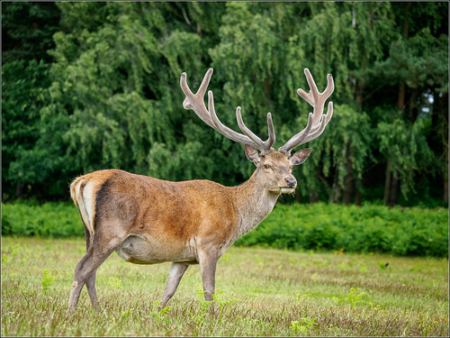 A grazing stag