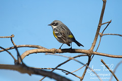 Anglų lietuvių žodynas. Žodis song-bird reiškia n paukštis giesmininkas lietuviškai.