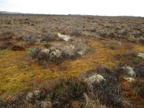 Raised bog pool system with ling heather and white Cladonia lichen on hummocks. Photo by Micheline Sheehy Skefffington