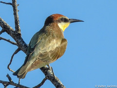 Abelharuco // European Bee-Eater (Merops apiaster)