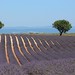 Plateau de Valensole • <a style="font-size:0.8em;" href="http://www.flickr.com/photos/63683636@N08/42977157255/" target="_blank">View on Flickr</a>