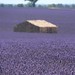 Plateau de Valensole • <a style="font-size:0.8em;" href="http://www.flickr.com/photos/63683636@N08/42977158155/" target="_blank">View on Flickr</a>