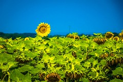 One lone sunflower left soaking up the rays as we rode past many fields.