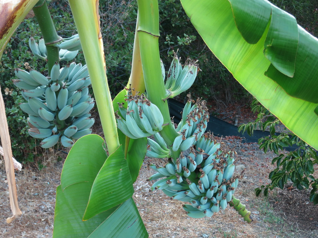 ice cream blue java banana