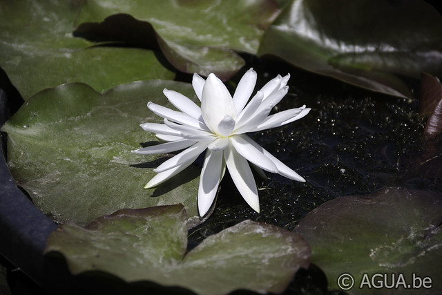 Snowflake