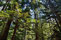 A Walk Through the Woods of Mount Baker-Snoqualmie National Forest
