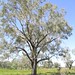 Eucalyptus coolabah plant NWP1
