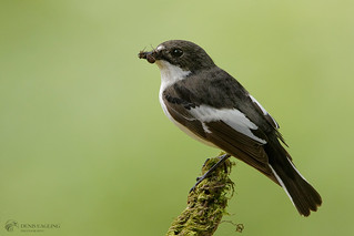 Pied flycatcher - male