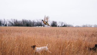Kansas Pheasant Hunt 35