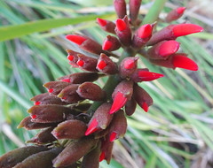 Anglų lietuvių žodynas. Žodis lipstick plant reiškia lūpų dažai augalų lietuviškai.
