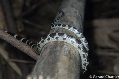 Lycodon davisonii (Blanford's Bridle Snake)