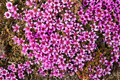 Anglų lietuvių žodynas. Žodis purple saxifrage reiškia violetinė kregždūnė lietuviškai.