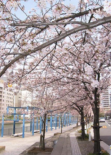 まだ数百枚あるよ。４月には桜祭りもあるか...