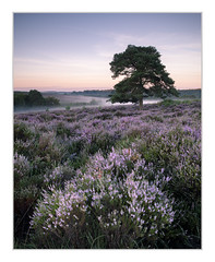 Bratley View, New Forest