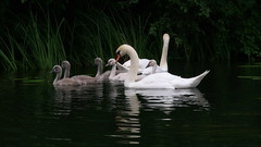Swan-family